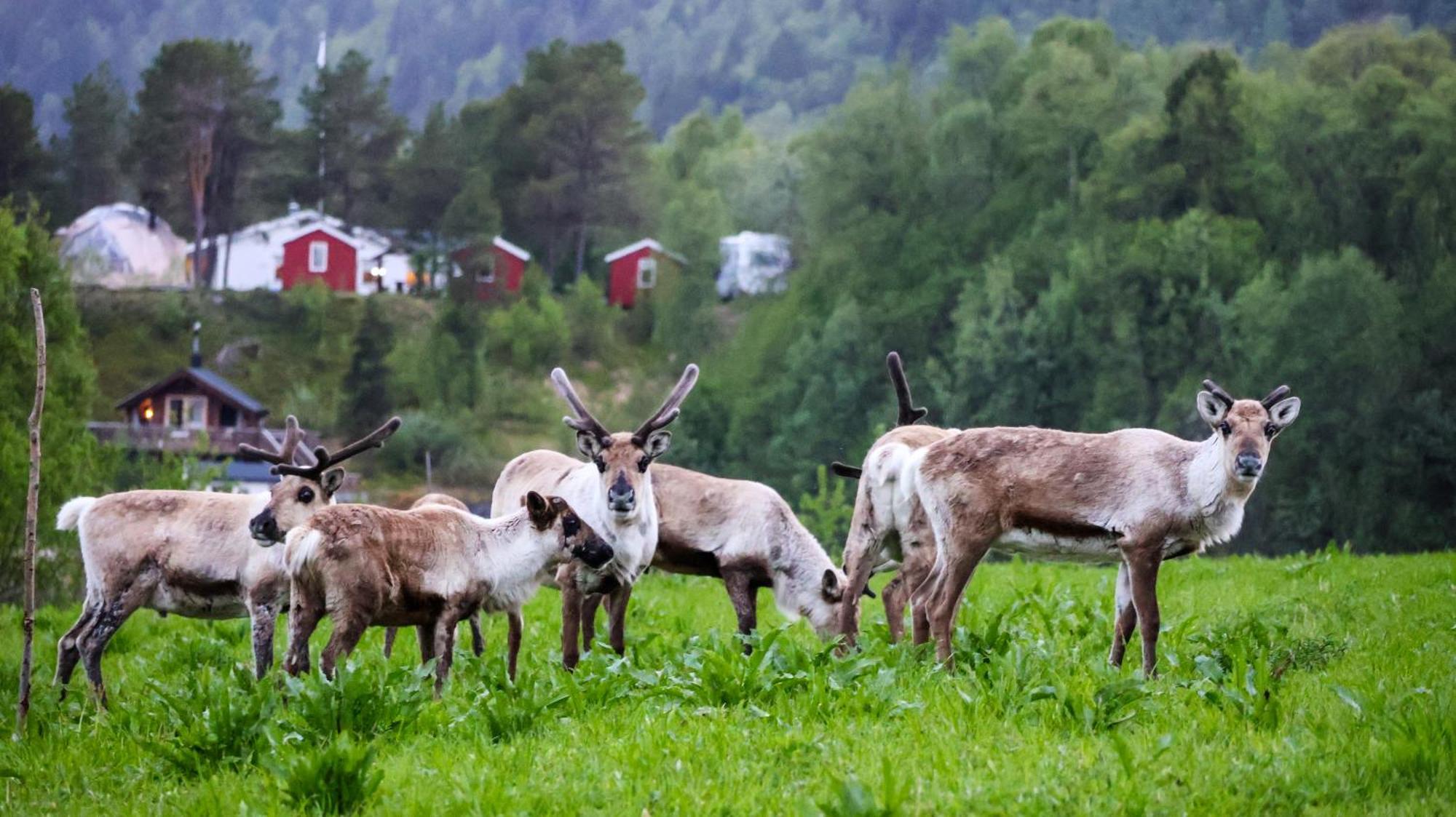 Norwegian Wild Villa Brygghaugen Екстериор снимка